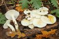 Hygrophorus cossus